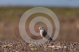 Female American kestrel bird, Falco sparverius